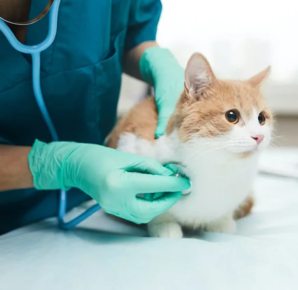 Vet examining the pet